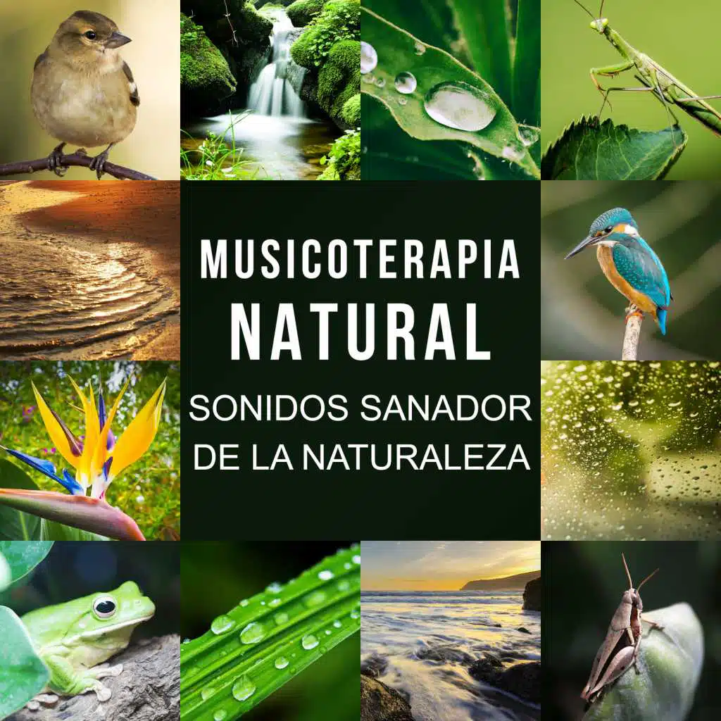 Musicoterapia Natural: Sonidos Sanador de la Naturaleza, Olas del Mar, Lluvia, Canto de los Pájaros, Ranas y Grillos