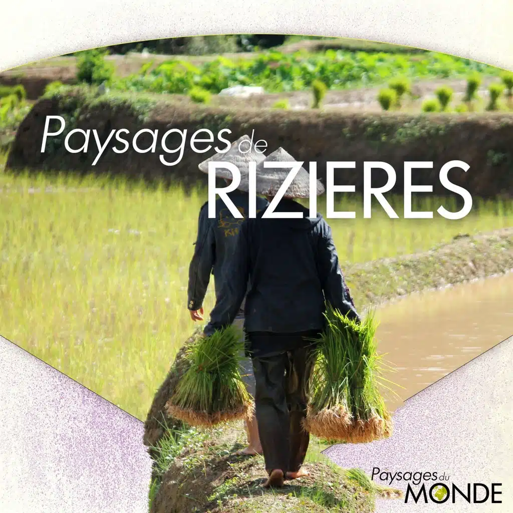 Paysages de rizières - Paysages du monde