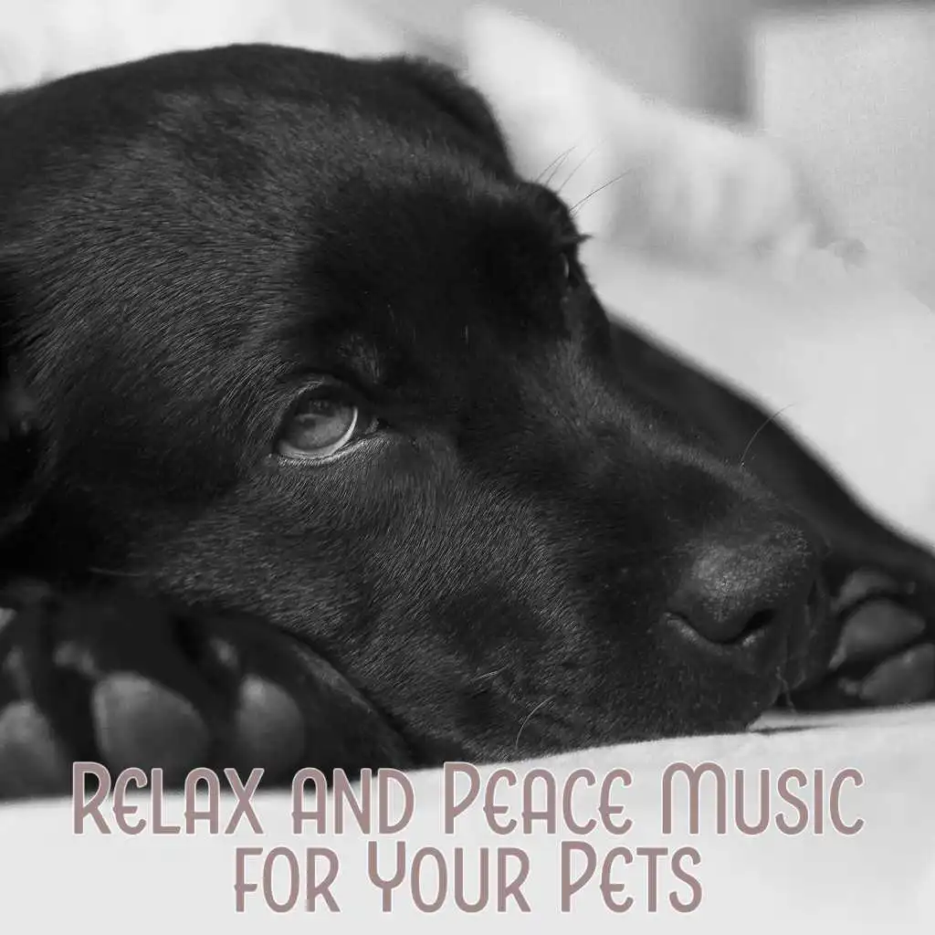 Sleep Aid for Pets (Dog and Cat Relax)