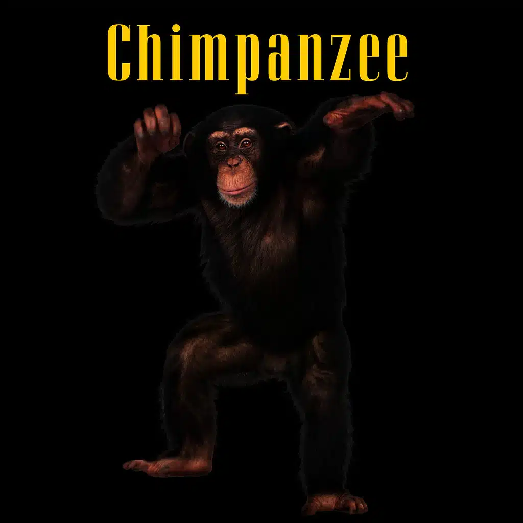 Chimpanzees Chatter (Pt. II)