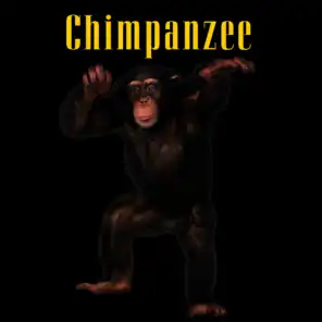Chimpanzees: Clownette