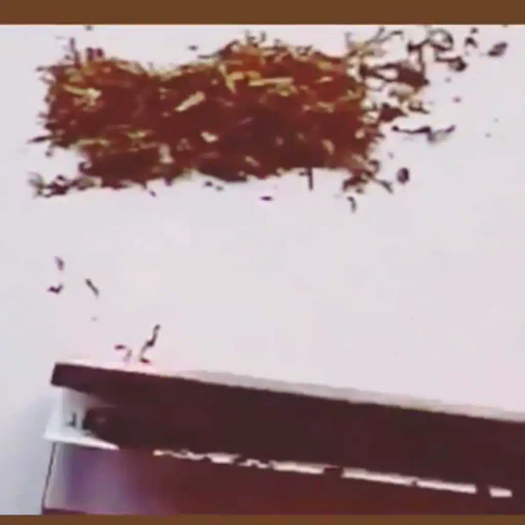 مهرجان كان جوان