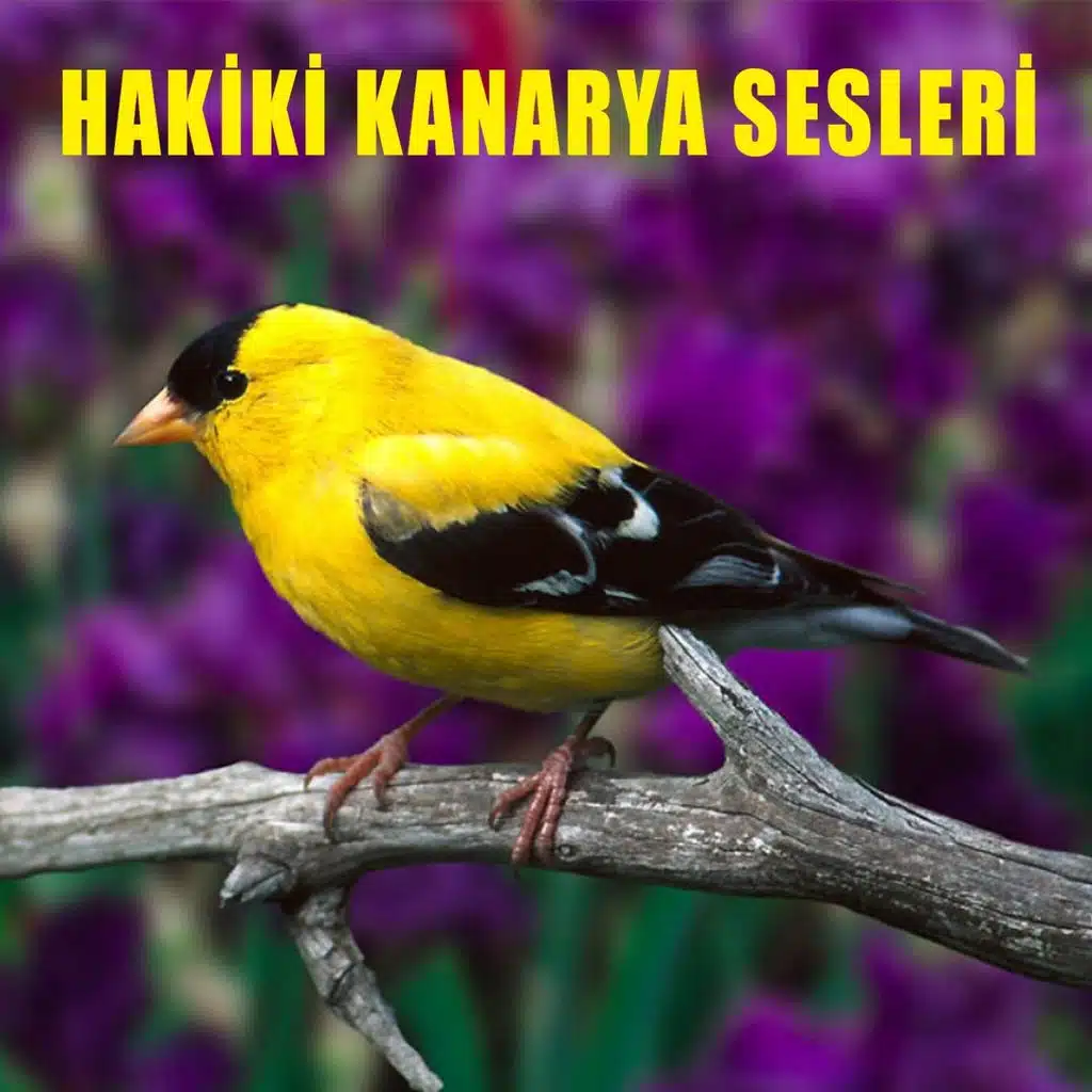 Hakiki Kanarya Sesleri