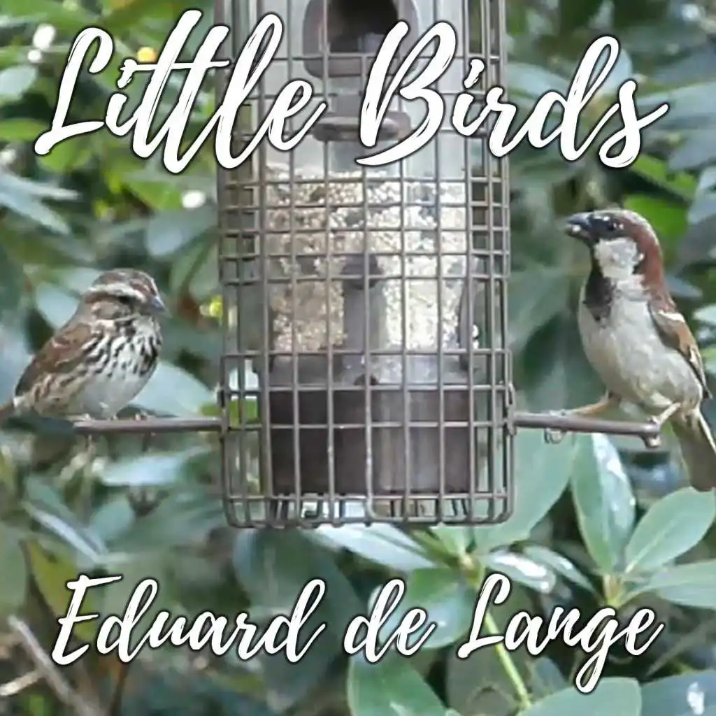 Little Birds