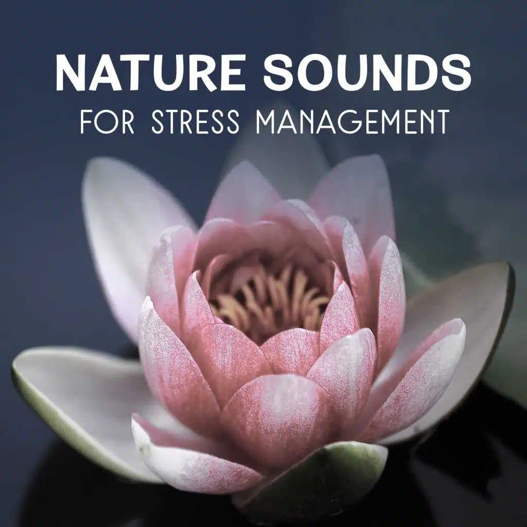 Deep Meditation (Birds Song)