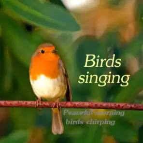 Birds Singing Peaceful Morning Birds Chirping