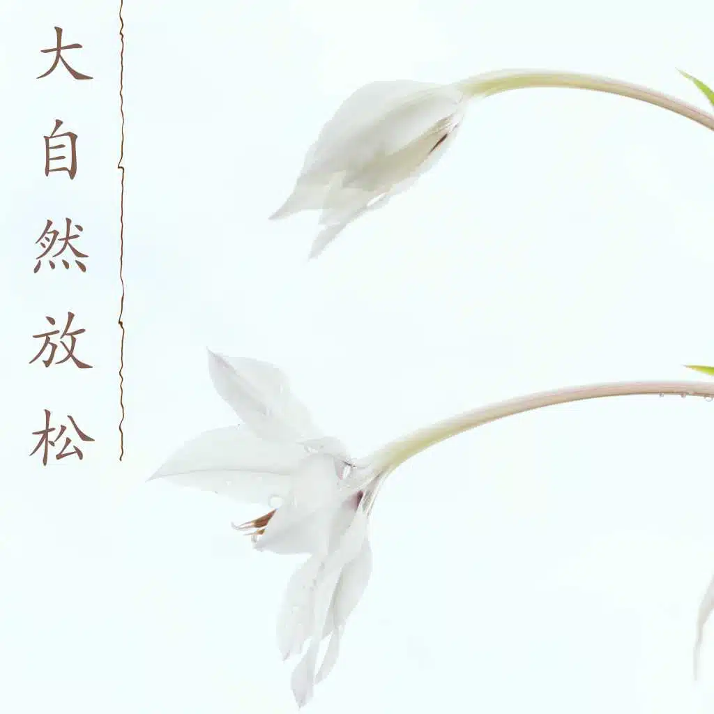 大自然放松 - 森林音乐和海浪声音为了家庭和宝宝休息