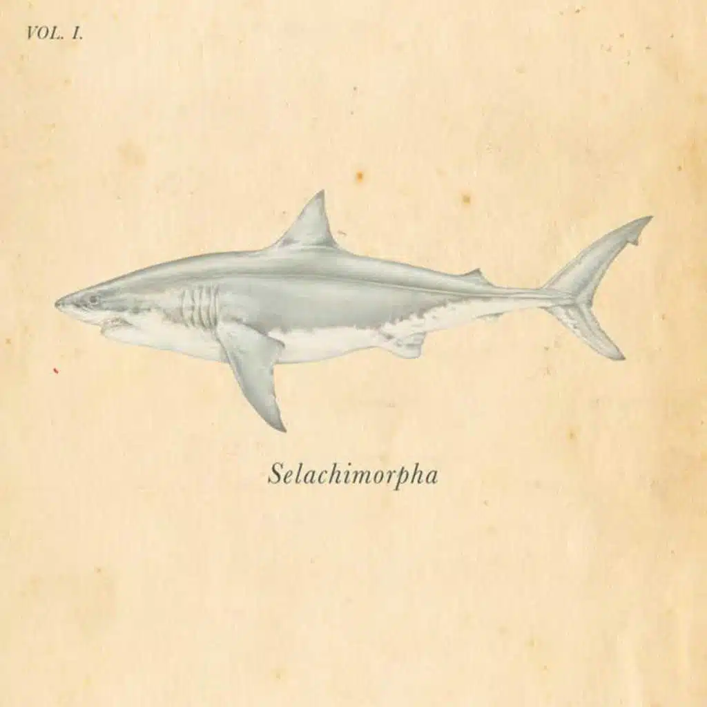 Selachimorpha