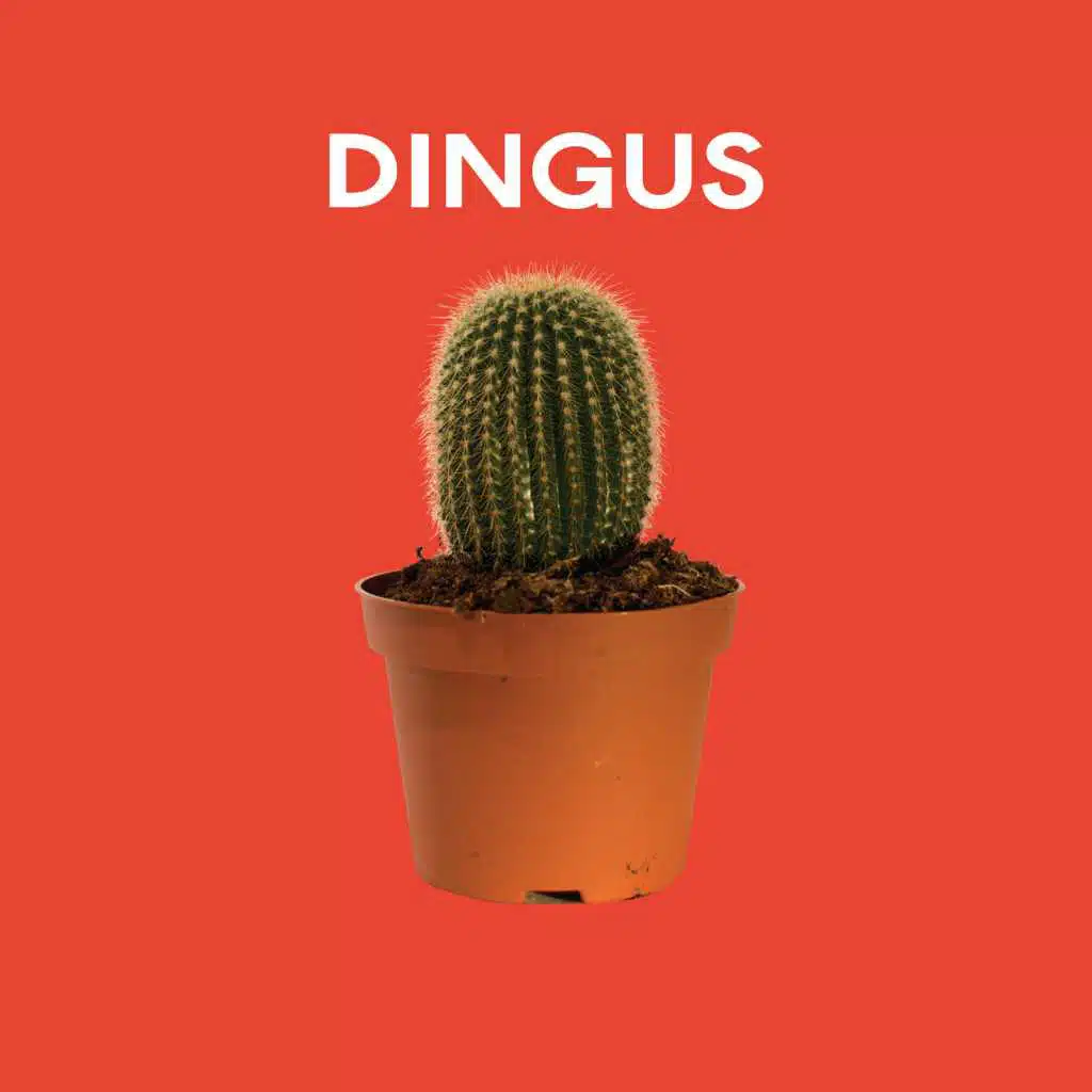 Dingus