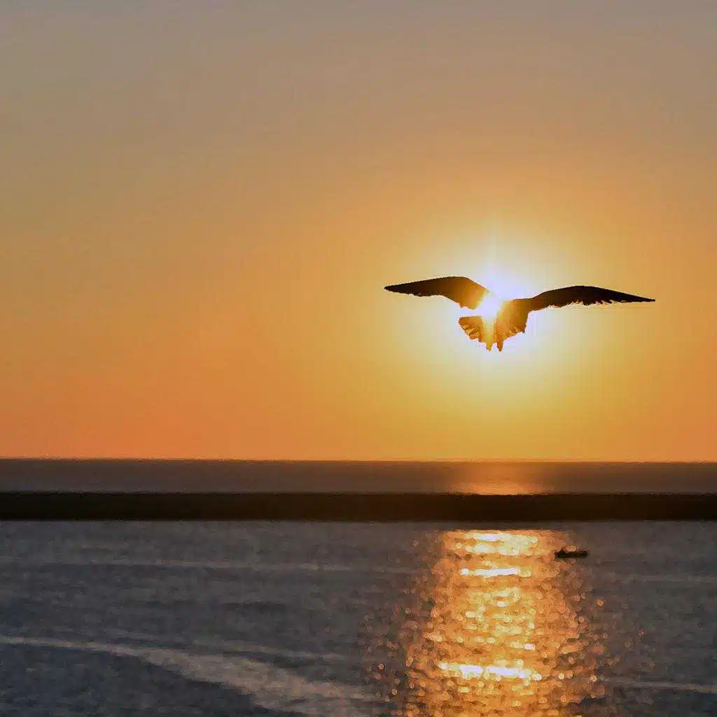 Fly Away Home: Demos, Live Tracks, and Other Fun