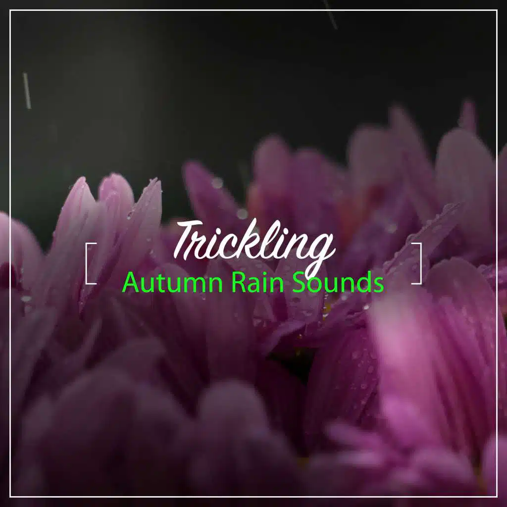 #16 Trickling Autumn Rain Sounds
