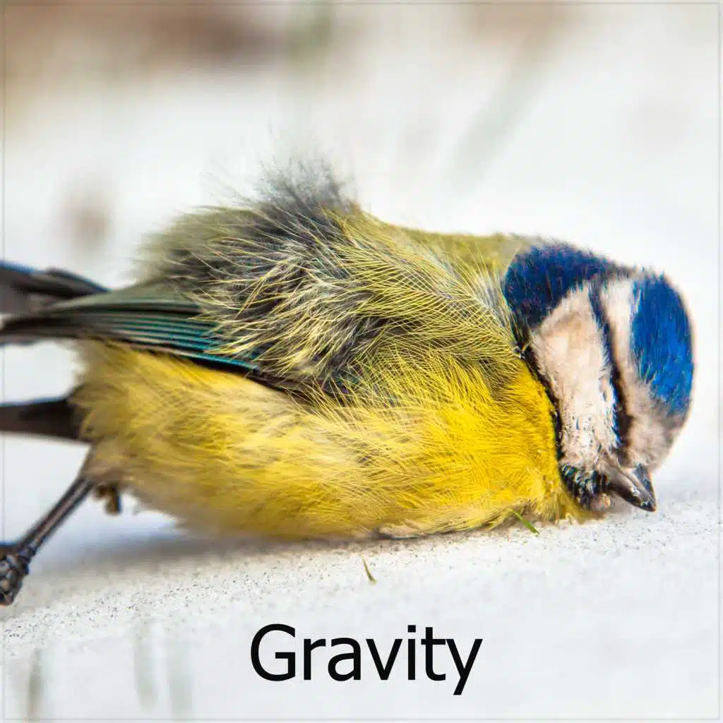 Gravity
