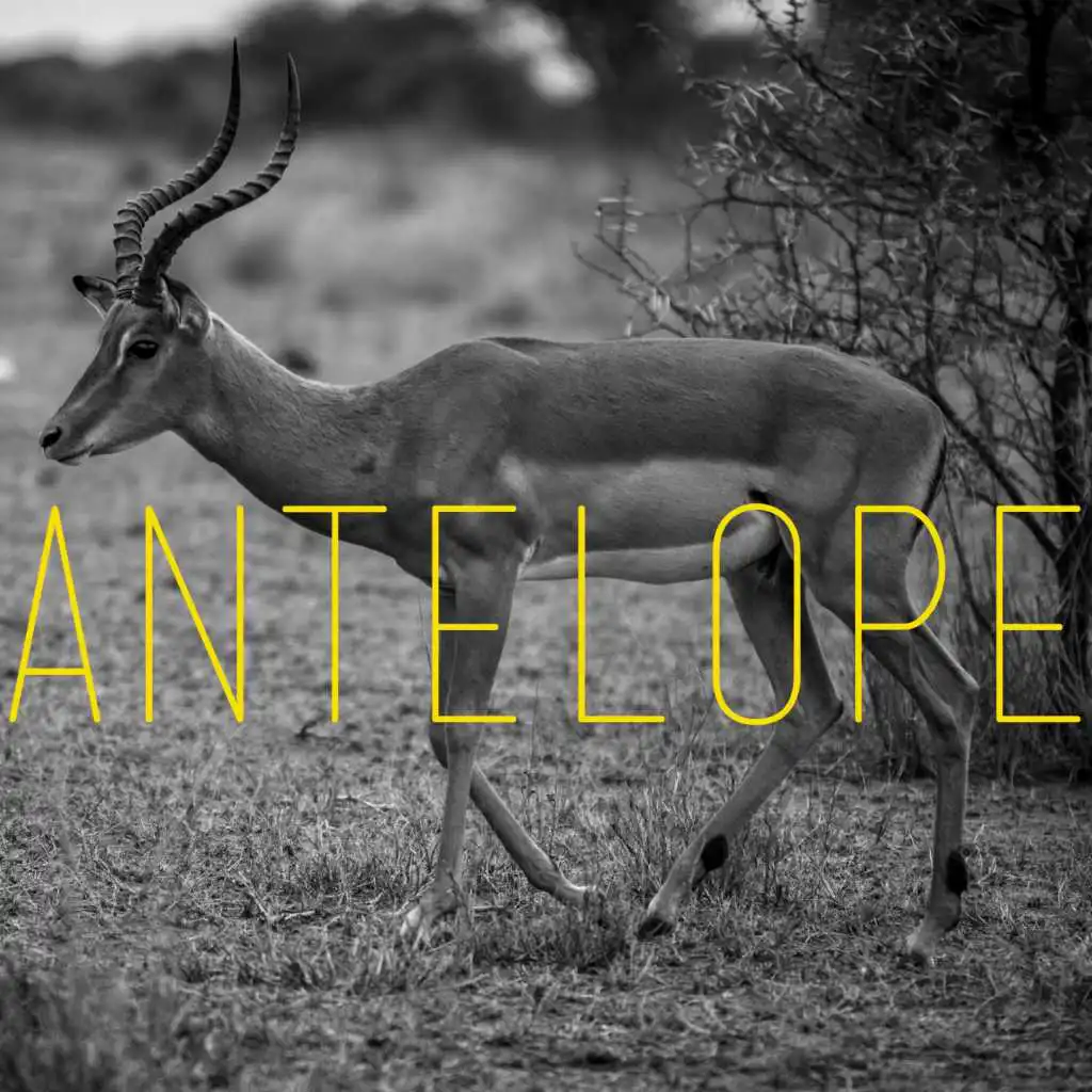 Antelope (Mr..Emme Edm Remix)