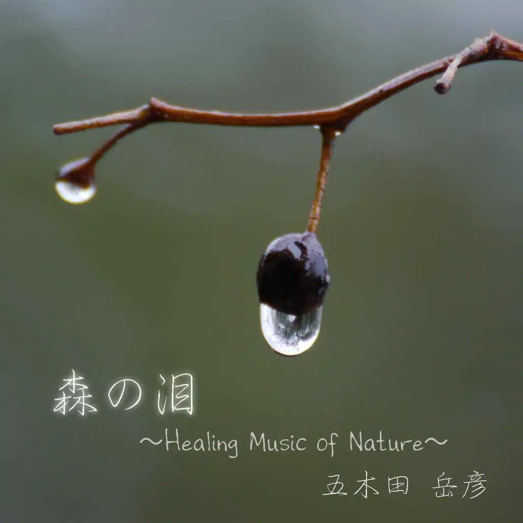 森の泪 (Healing Music of Nature)