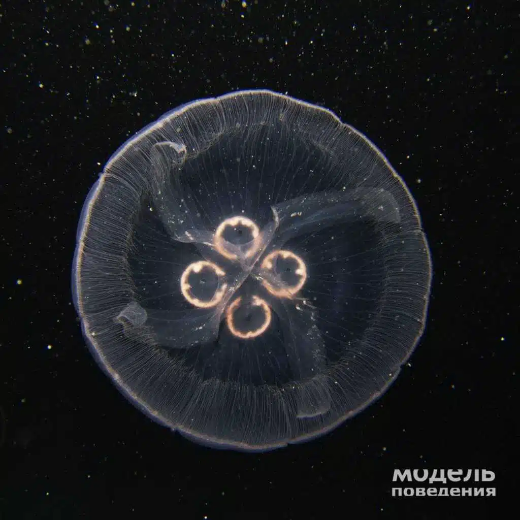 Модель Поведения