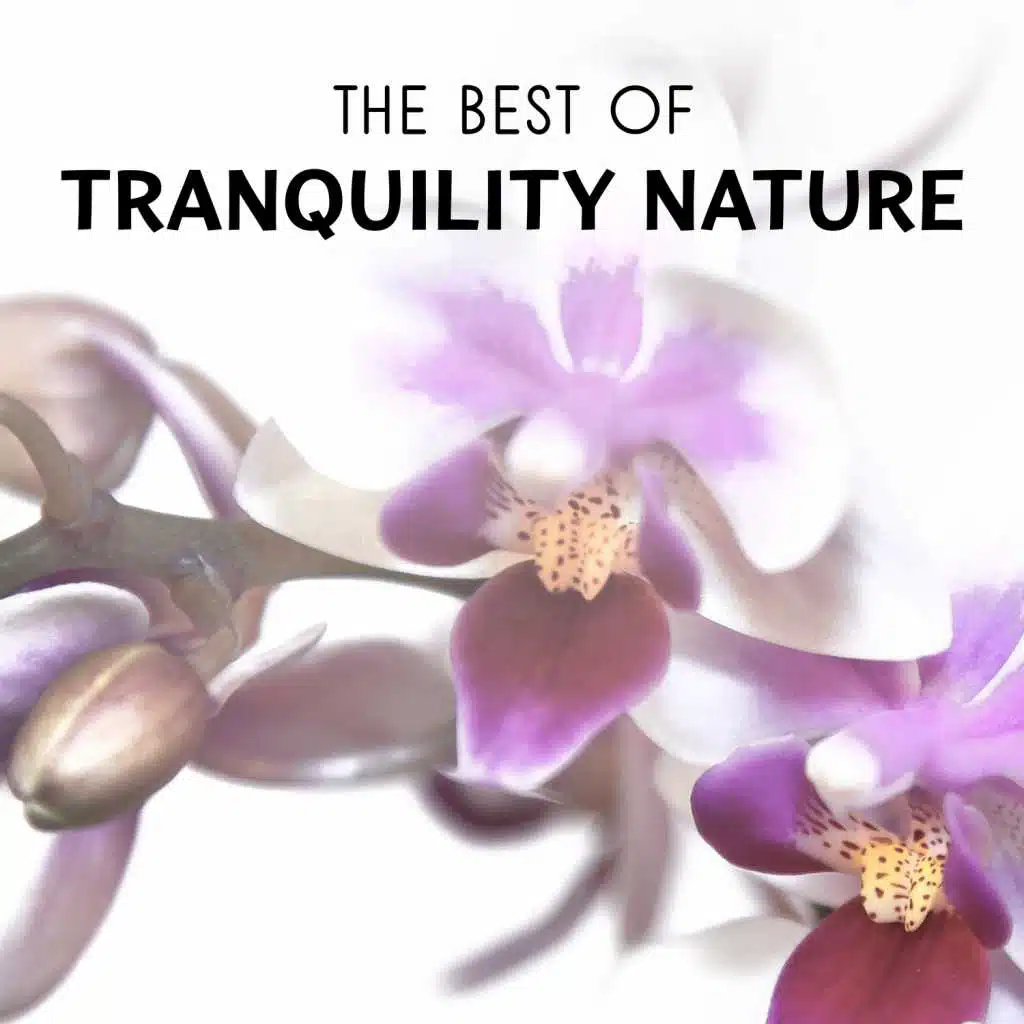 The Best of Tranquility Nature: New Age Sounds & White Noise Collection for Healing Spa Massage, Yoga, Deep Sleep & Total Relaxation