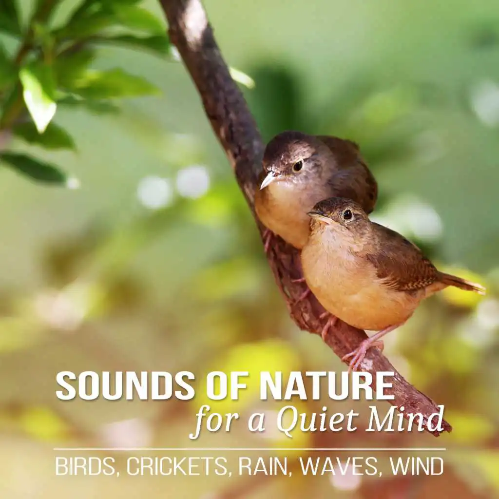 Beautiful Nature Sounds (Singing Birds with Bowls)