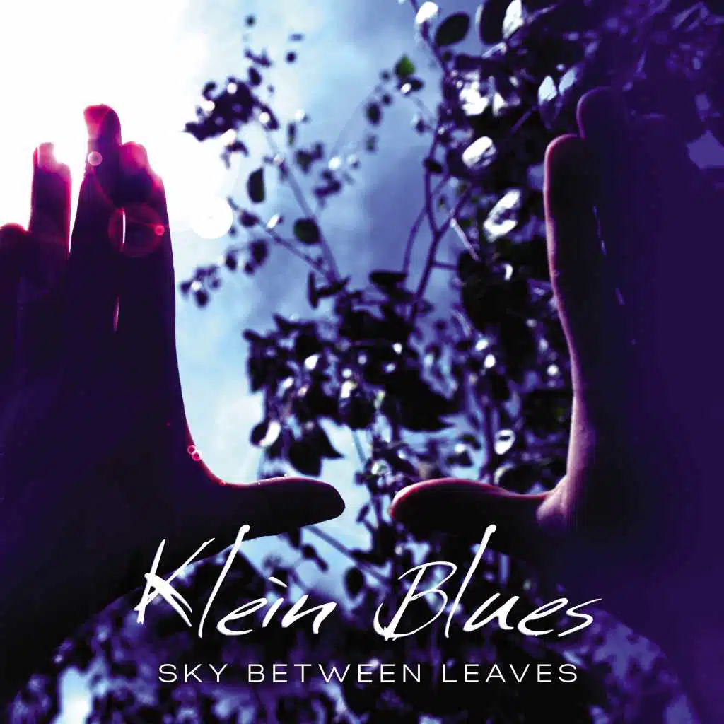 Sky Between Leaves