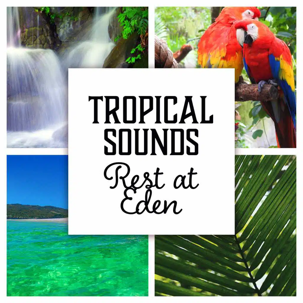 Tropical Soundscapes: Rest at Eden, Slow Breathing, Relax Under Palms, Exotic Island, Find Serenity & Inner Innocence