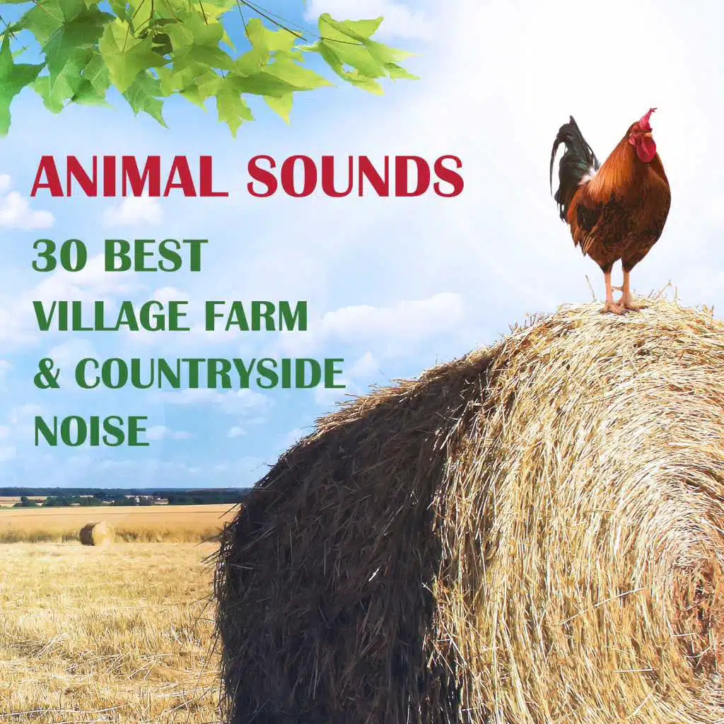 Animal Sounds: 30 Best Village Farm & Countryside Noise from Europe