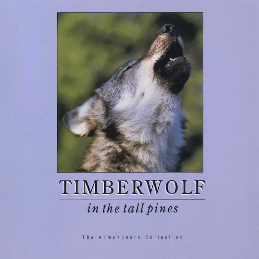 Timberwolf In Tall Pines