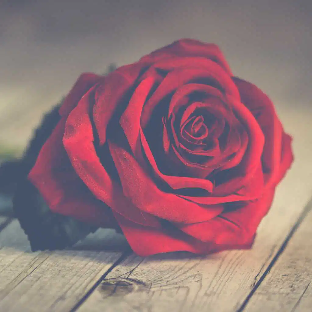 هل اراك يوما