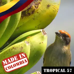 Made In Colombia / Tropical / 57