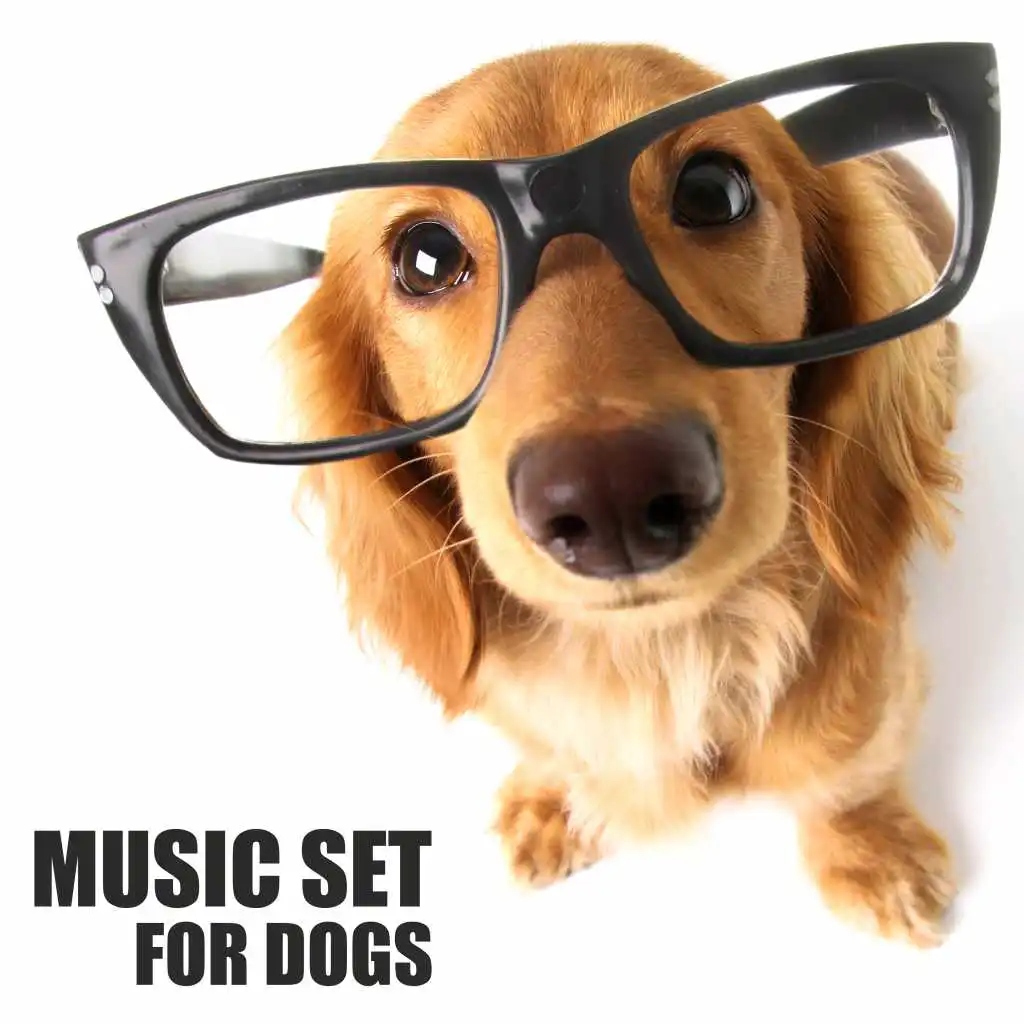 Music Set for Dogs: Relaxing Ambient Sounds for Dogs, Calm Sleepy Music for Pets and Gentle Melodies for Your Puppy