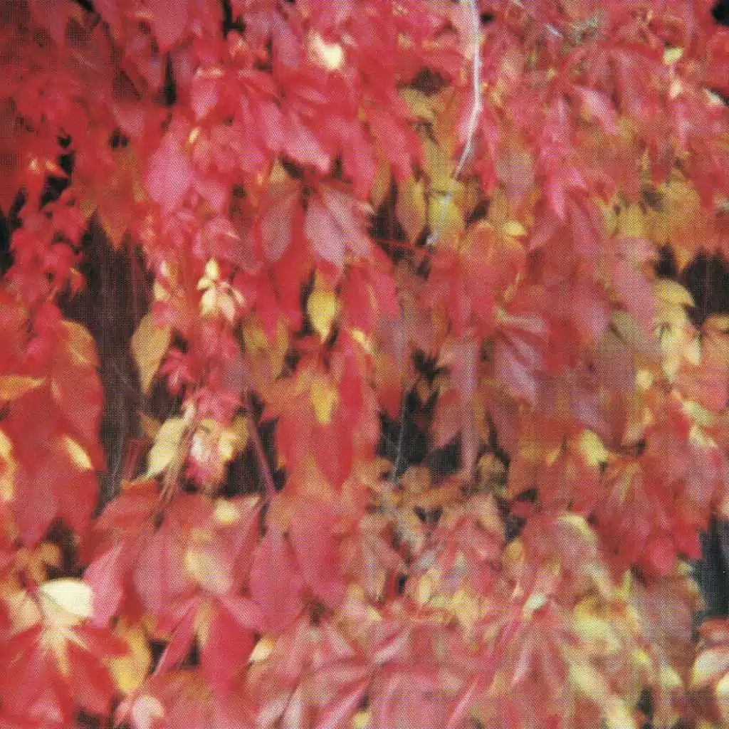 Flow My Teares/Songs By John Dowland