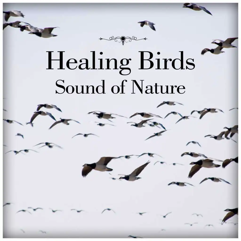 Healing Birds – Sound of Nature: Relaxation Music for Meditation, Yoga, Sleeping Trouble, Spa, Massage & Study, Calming Music