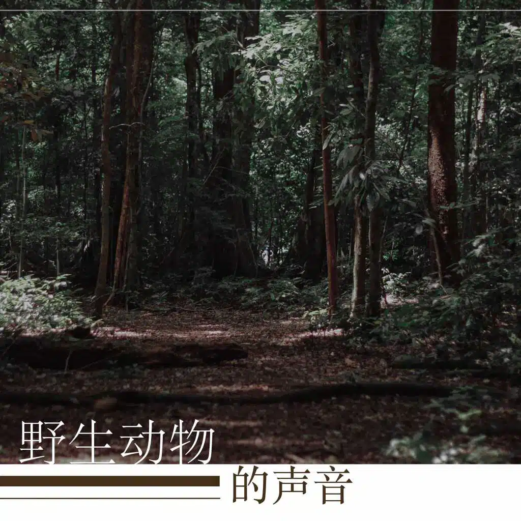 野生动物的声音