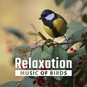 Relaxation Music of Birds – Nature Sounds, Deep Relaxation Music for Spa, Massage, Wellness, Peaceful Sounds of New Age Music