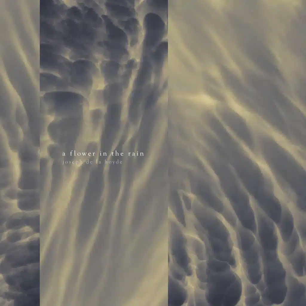 A Flower in the Rain