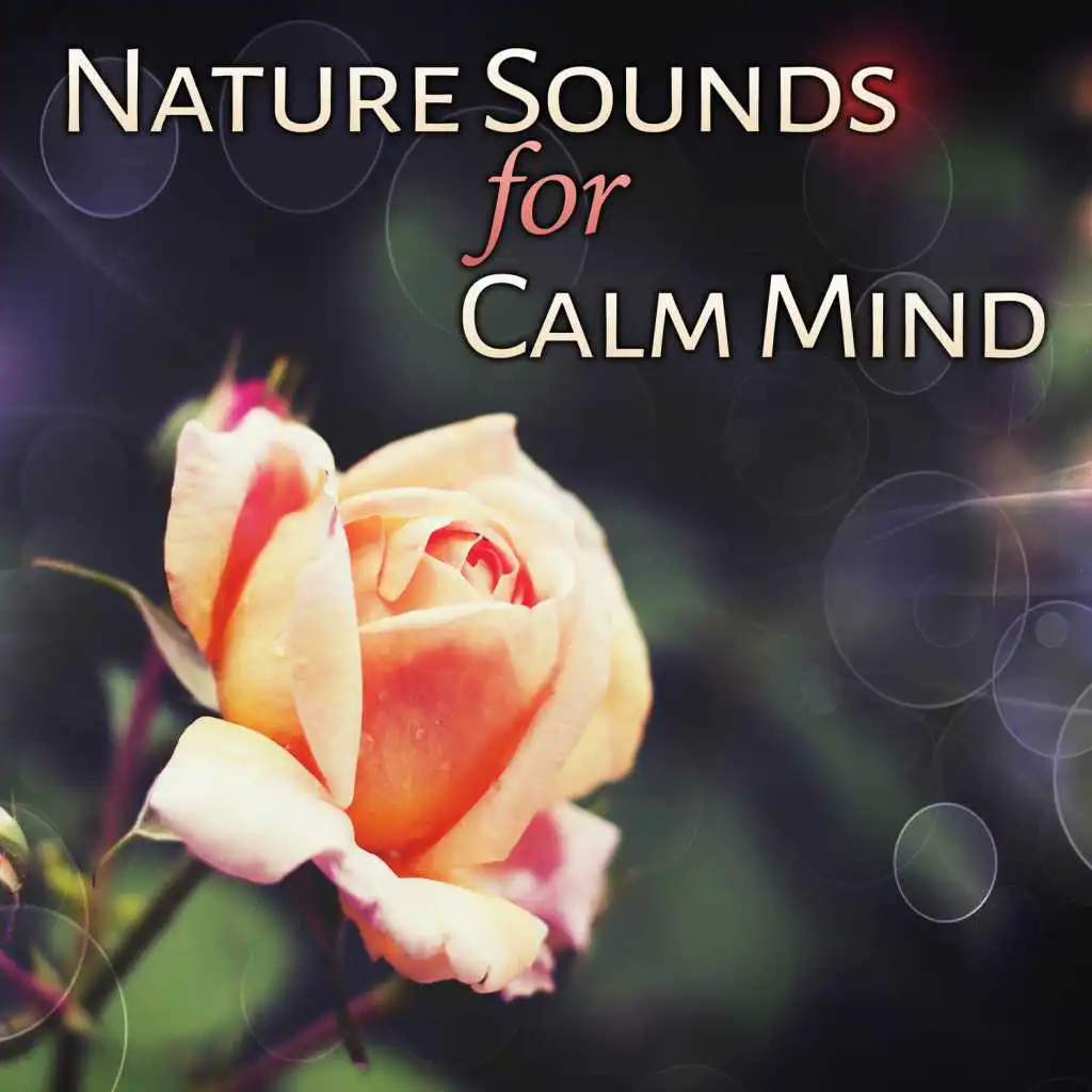 Nature Sounds for Calm Mind: Birdsong, Spa Music, Zen Garden, Meditation, Waterfall, New Age, Positive Tracks, Forest, Stream