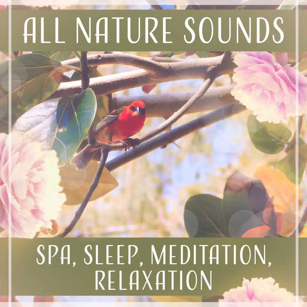 All Nature Sounds: Spa, Sleep, Meditation, Relaxation – Music for Soothe Your Soul (Birds, Waters, Rain, Stream)