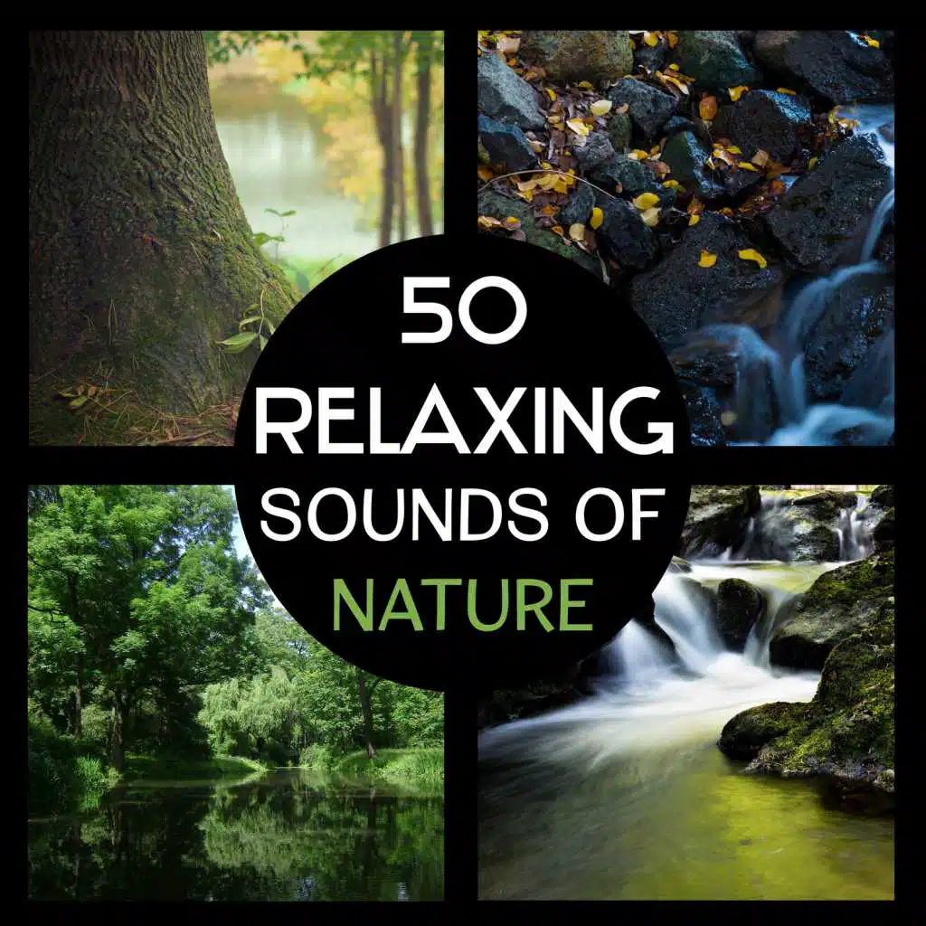 50 Relaxing Sounds of Nature – Sounds of Rain and Waterfall, Meditation in the Forest, Yoga in Nature, Calming and Soothing Natural Sounds for Sleep