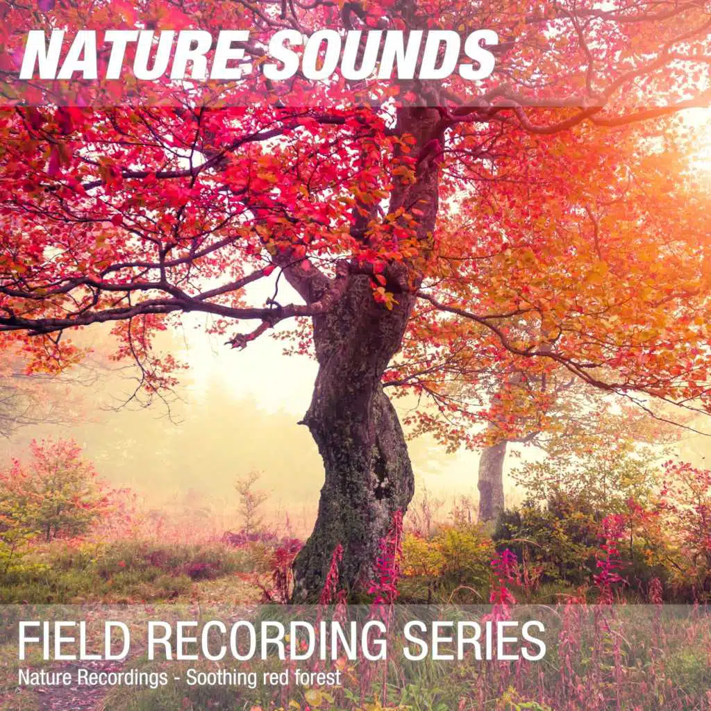Nature Recordings - Soothing red forest