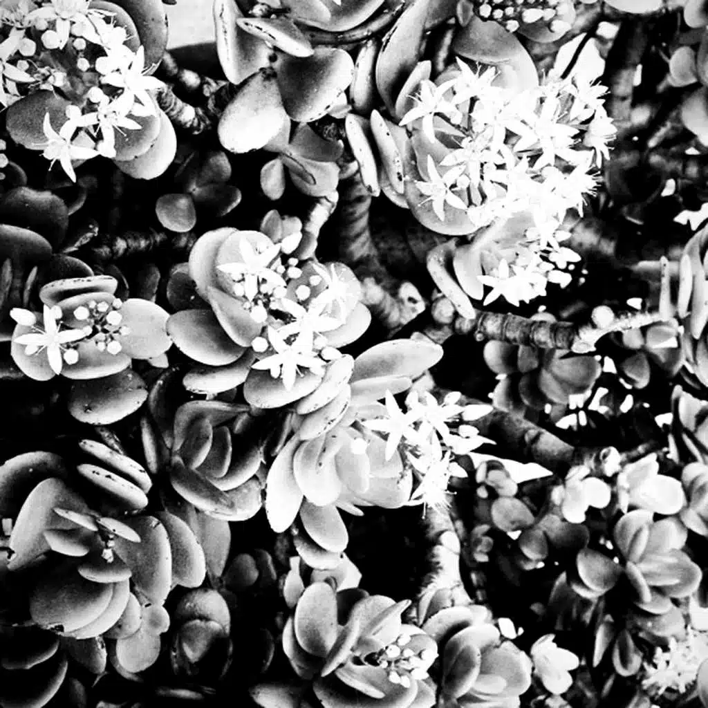 C2 (Re-Edit Vers. 12")