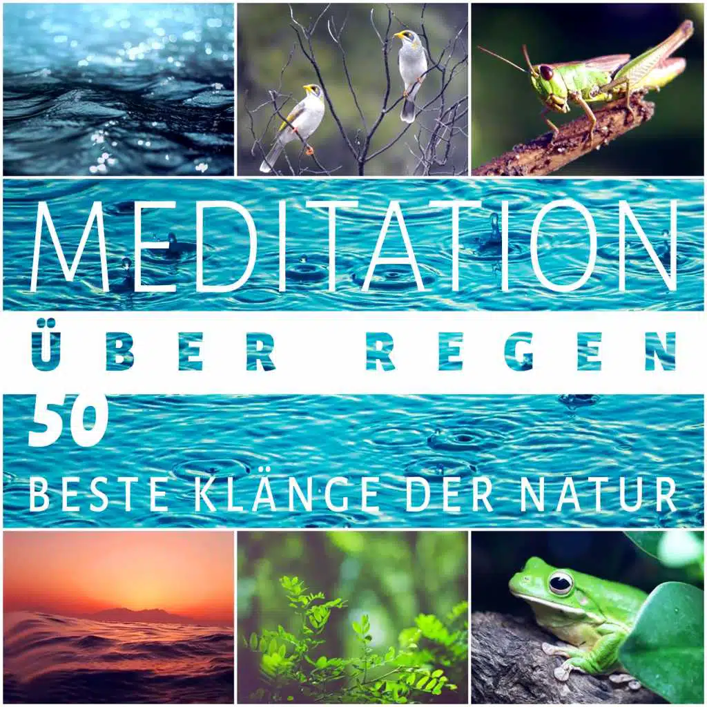 Meditation über Regen: 50 beste Klänge der Natur - Vögel, Frösche, Ruhiges Meer, Wind, Donner im Wald, Entspannende Musik, Heilung, Tiefen Schlaf, Yoga
