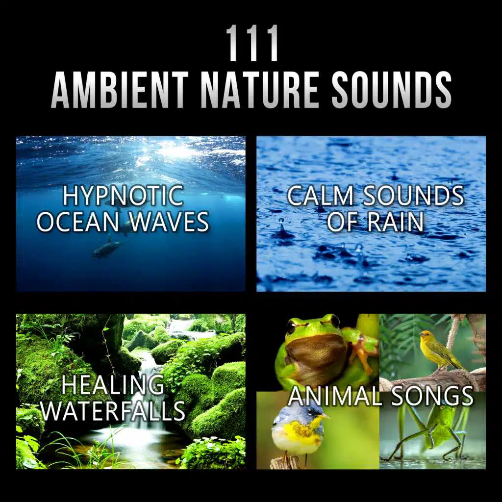 111 Ambient Nature Sounds: Best Relaxing Music, Hypnotic Ocean Waves, Calm Sounds of Rain, White Noise, Healing Waterfalls and Animal Songs to Reduce Stress