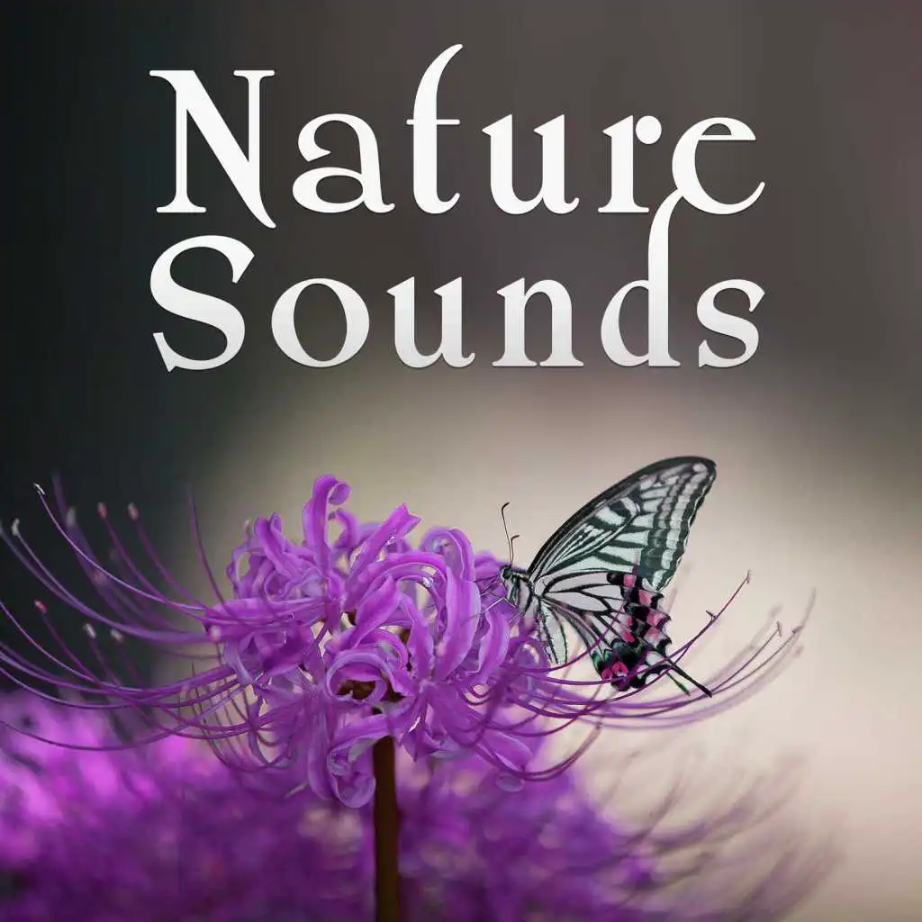 Deep Meditation & Nature Sounds