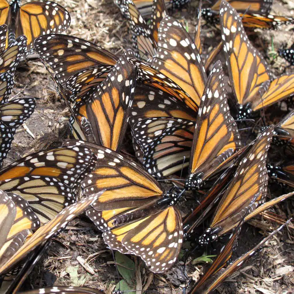 Stardust / Monsoon Loop