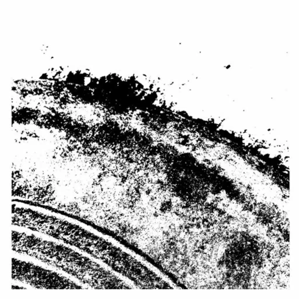 Describe the Picture