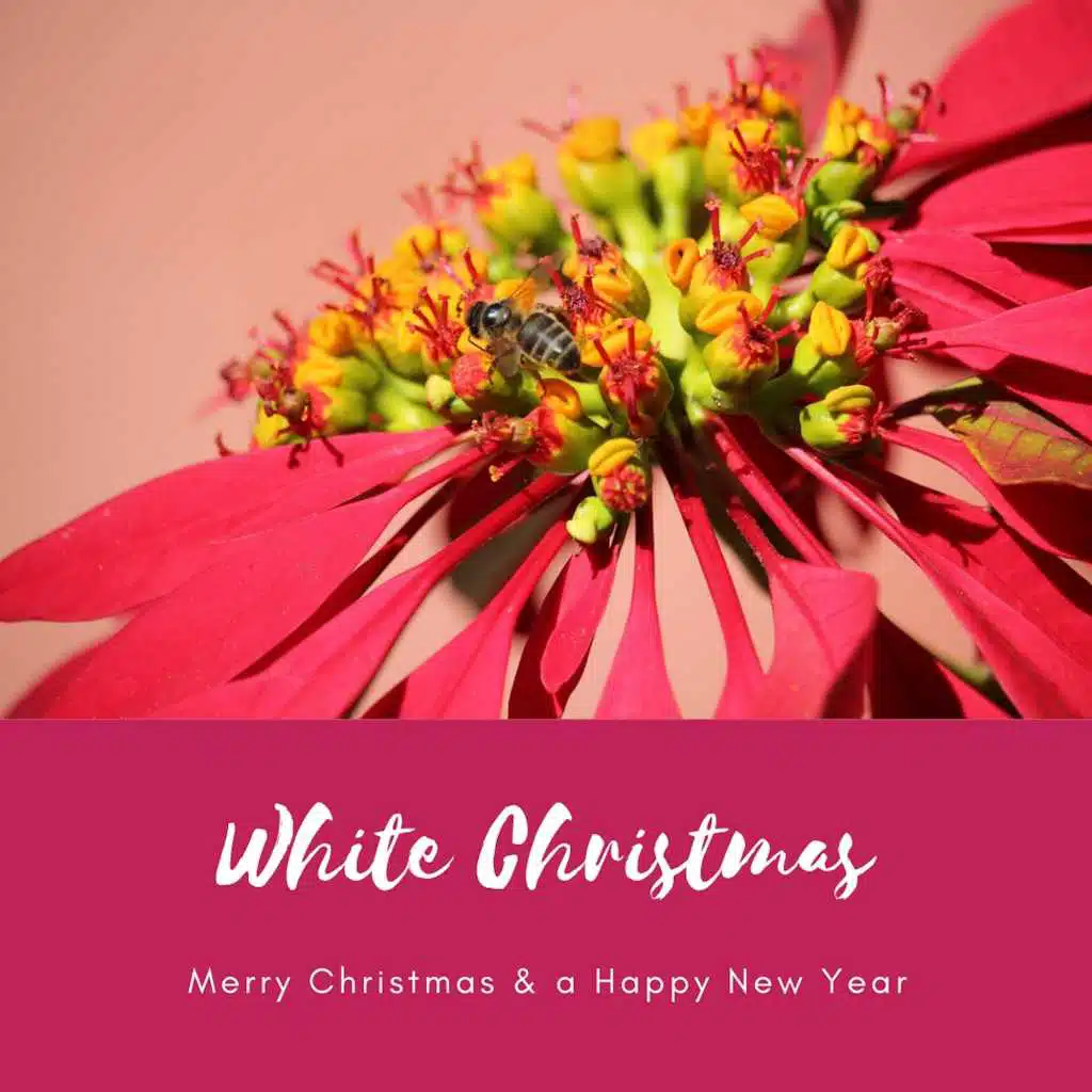 What Can I Give (1962)