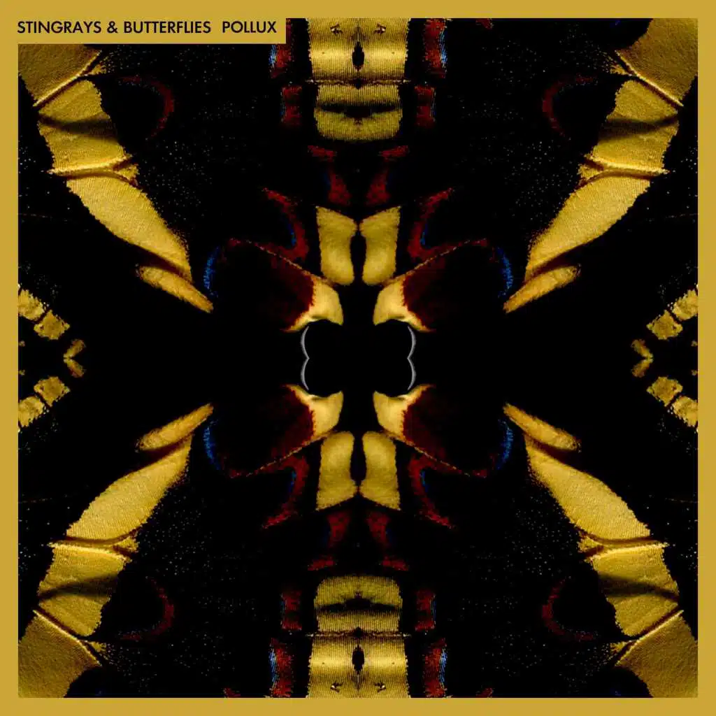 Stingrays and Butterflies