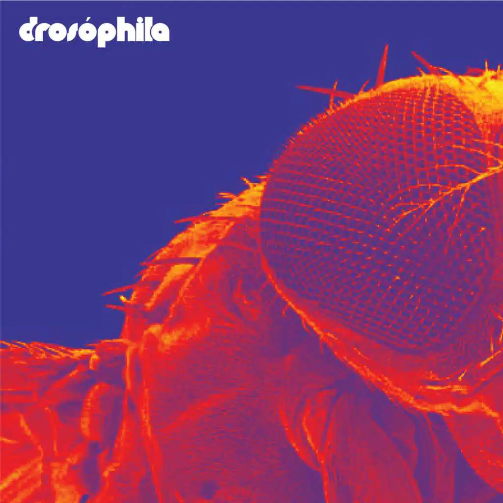 Drosóphila