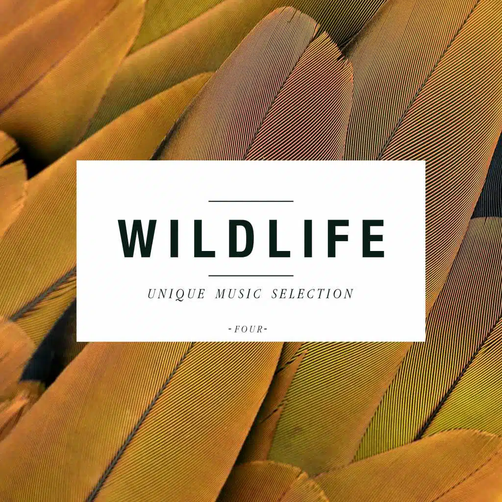 Don't Laugh (Timo Maas Y2K Rework 1 Edit)