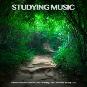 Studying Music: Calm Piano and Nature Sounds Bird Sounds For Studying, Focus, Concentration and Study Music