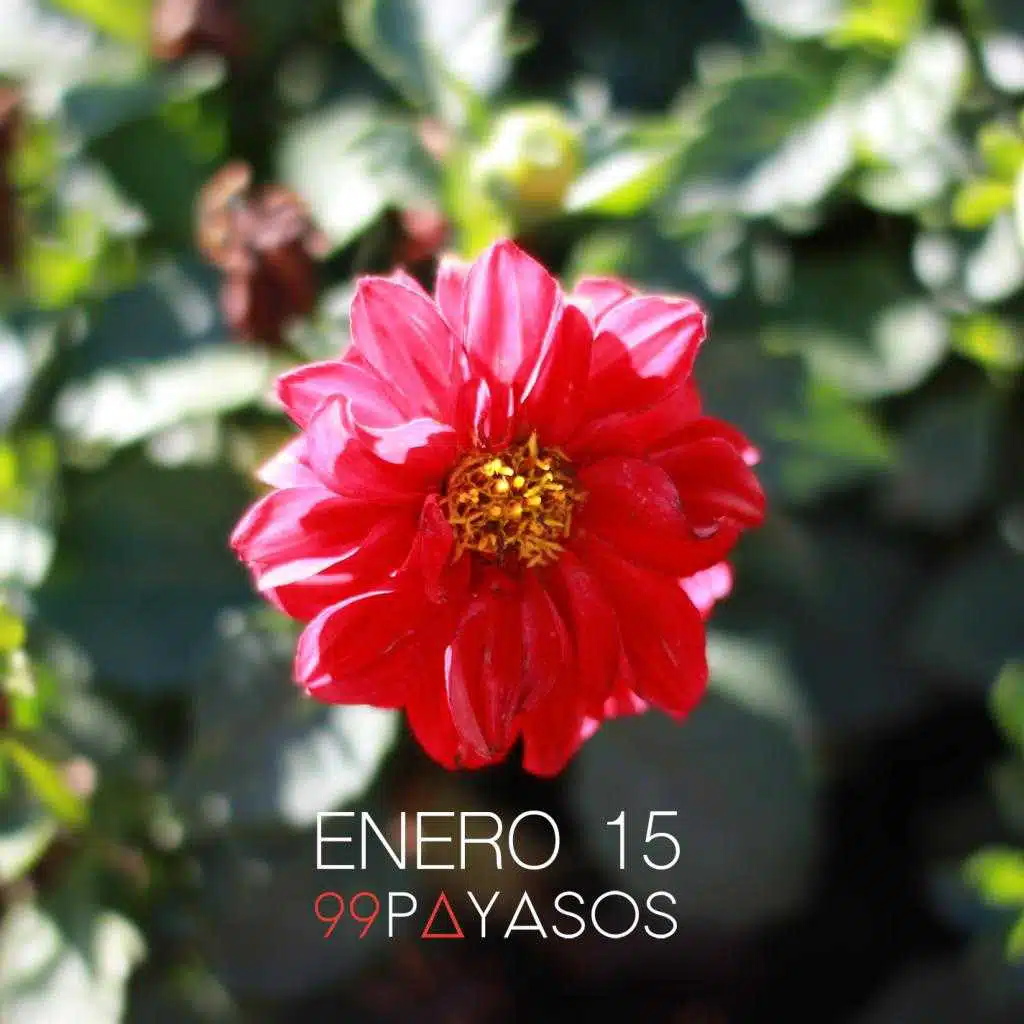 Enero 15
