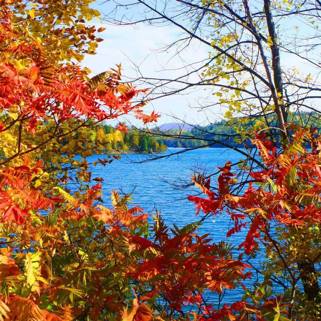 Jesu, Joy of Man's Desiring